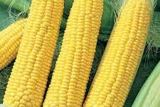Sweet Corn